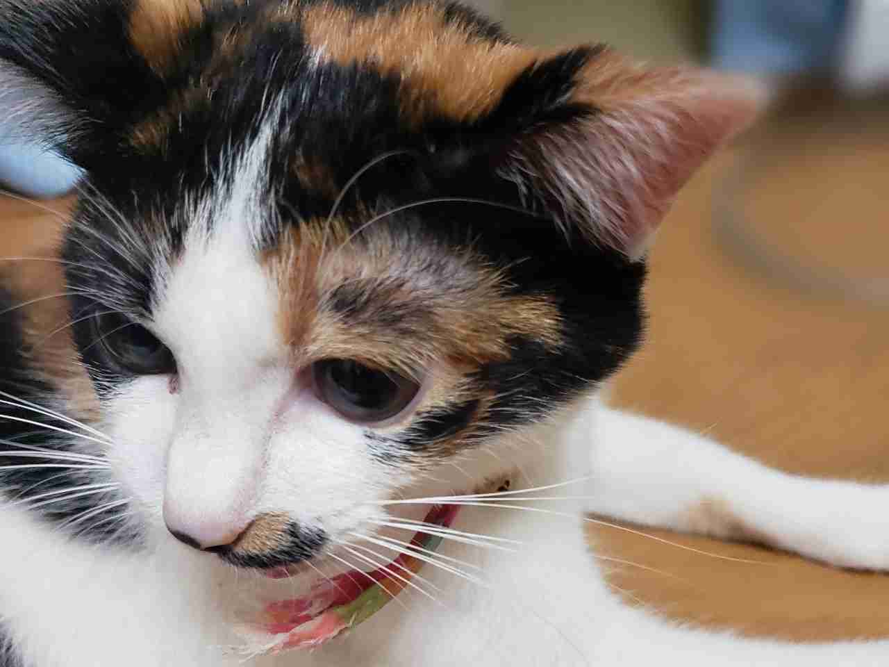がるちゃん猫カフェ87号店開店しました♫(初めての方も大歓迎♫)