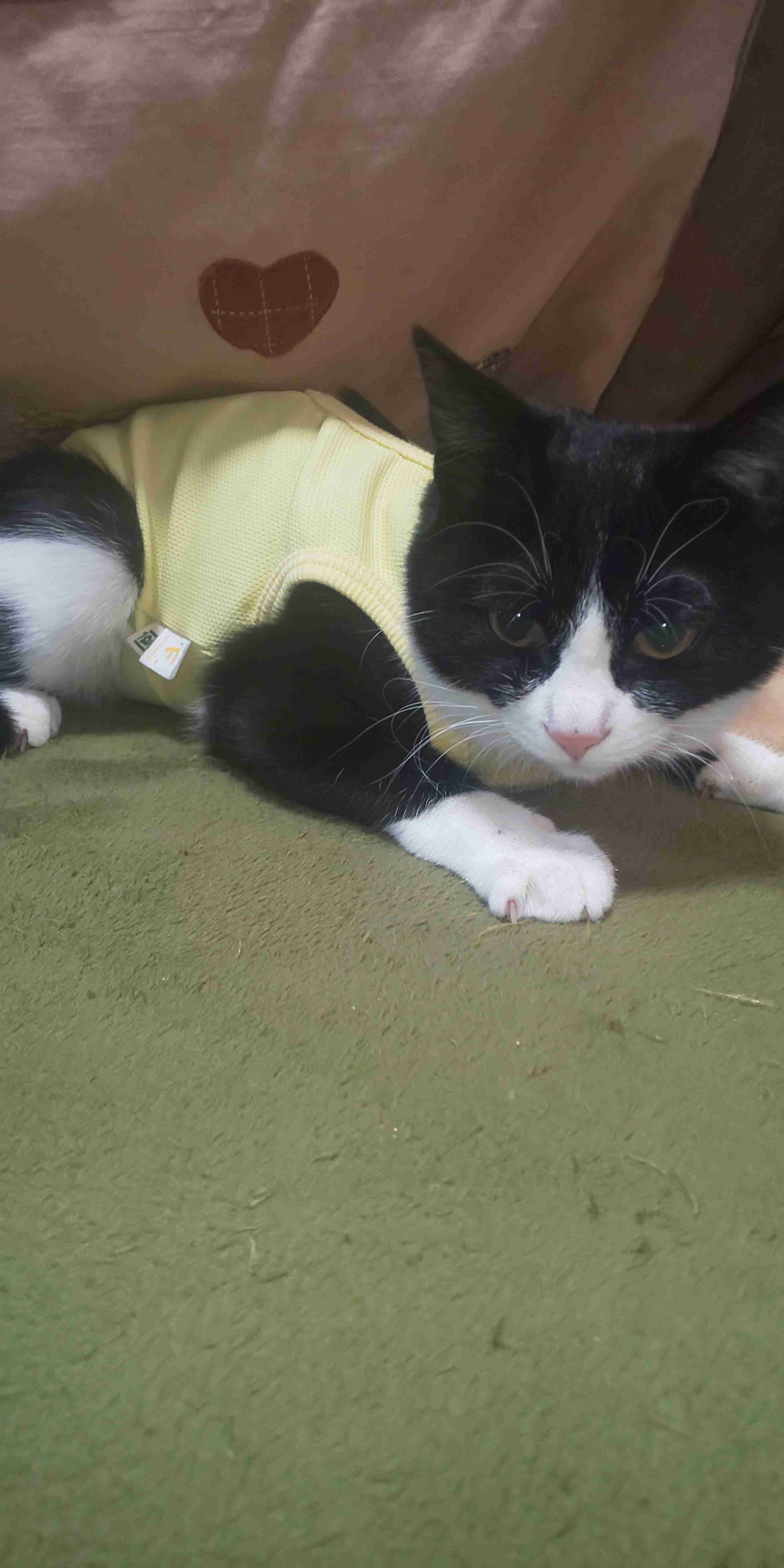 がるちゃん猫カフェ87号店開店しました♫(初めての方も大歓迎♫)