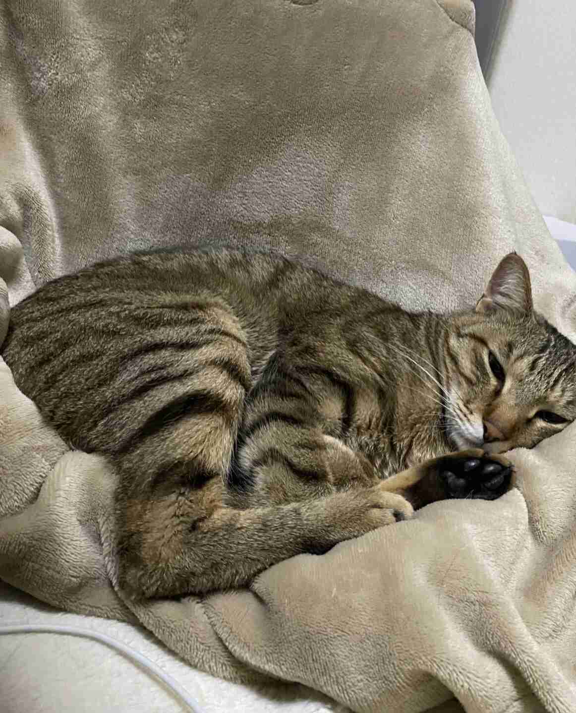 がるちゃん猫カフェ87号店開店しました♫(初めての方も大歓迎♫)