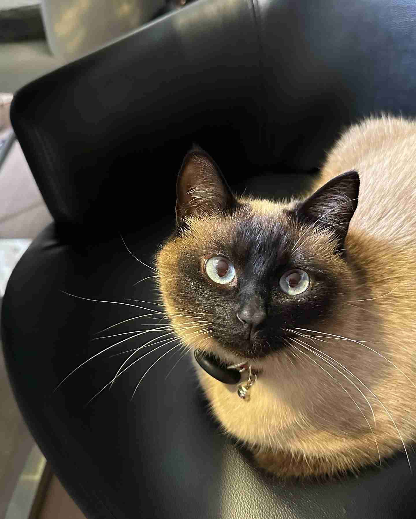 がるちゃん猫カフェ87号店開店しました♫(初めての方も大歓迎♫)