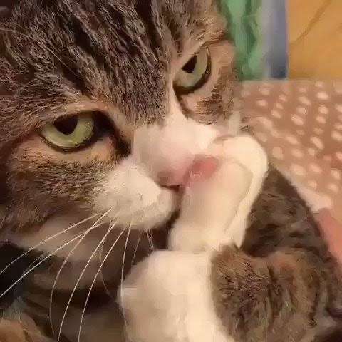 がるちゃん猫カフェ87号店開店しました♫(初めての方も大歓迎♫)