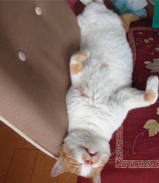 がるちゃん猫カフェ87号店開店しました♫(初めての方も大歓迎♫)