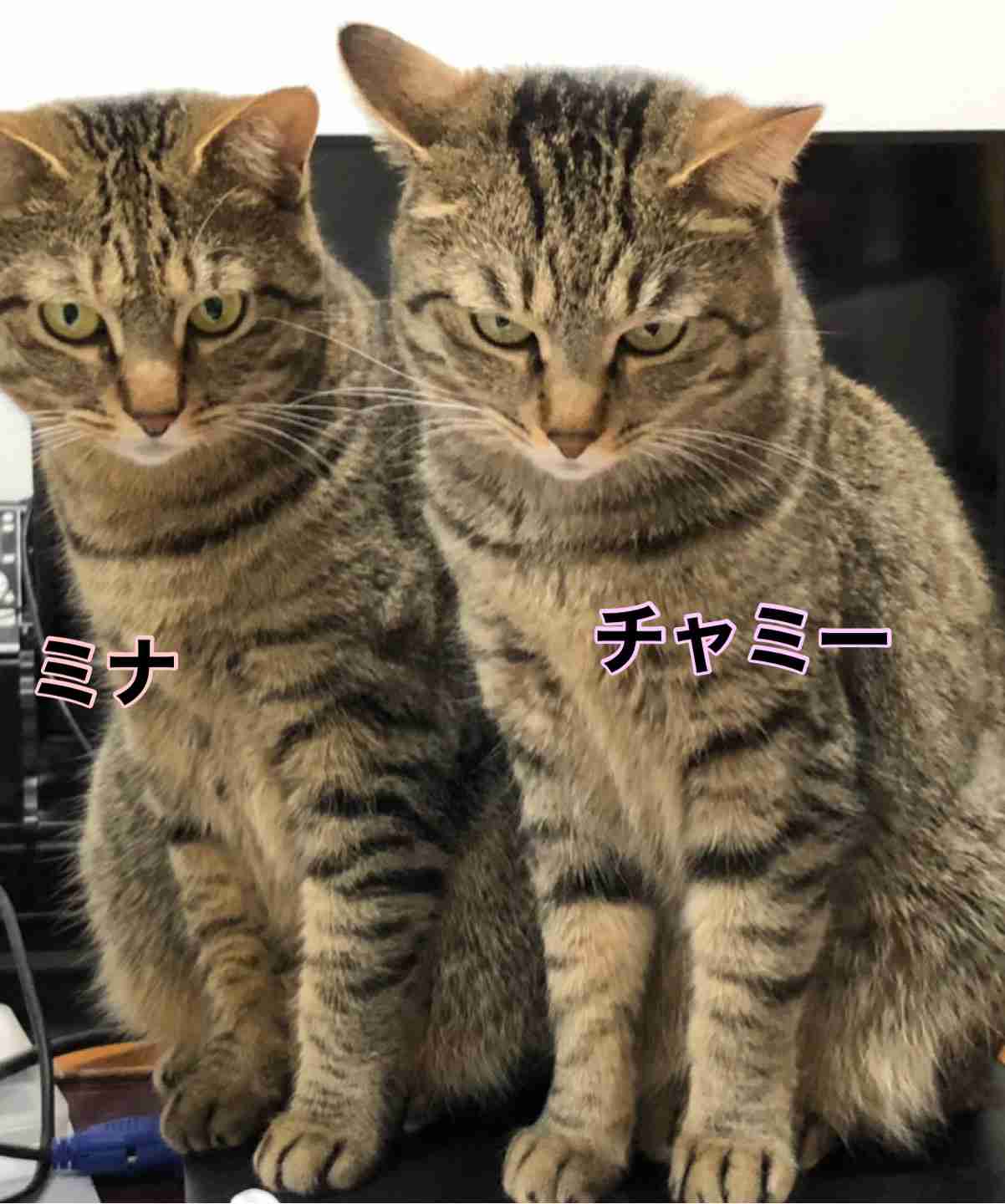 がるちゃん猫カフェ87号店開店しました♫(初めての方も大歓迎♫)