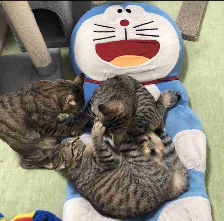 がるちゃん猫カフェ87号店開店しました♫(初めての方も大歓迎♫)
