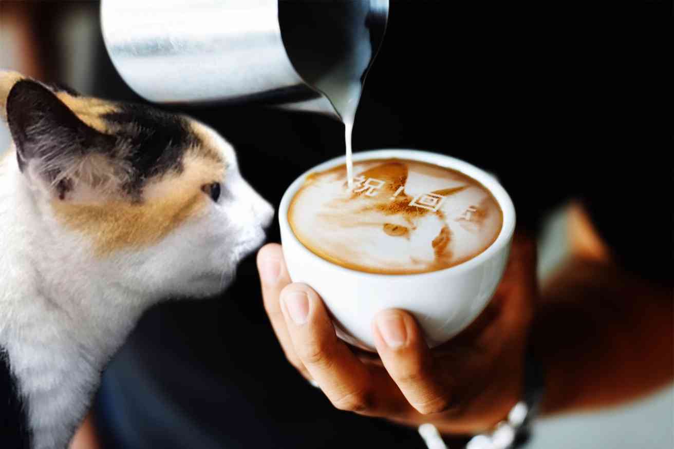 がるちゃん猫カフェ87号店開店しました♫(初めての方も大歓迎♫)