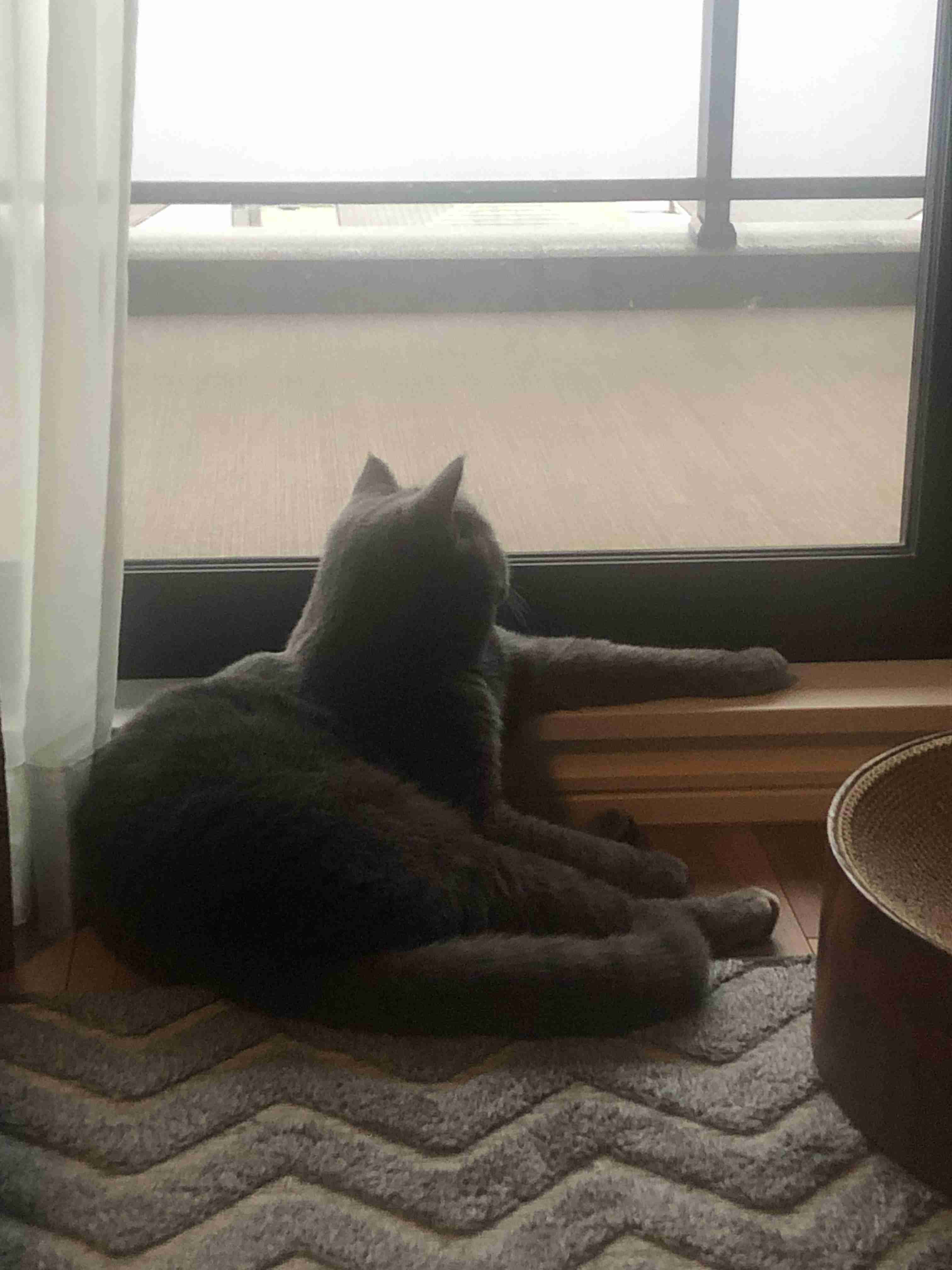 がるちゃん猫カフェ87号店開店しました♫(初めての方も大歓迎♫)
