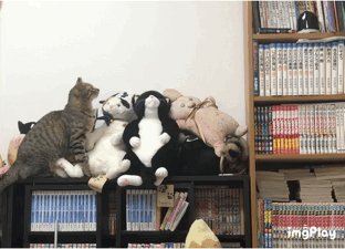 がるちゃん猫カフェ87号店開店しました♫(初めての方も大歓迎♫)