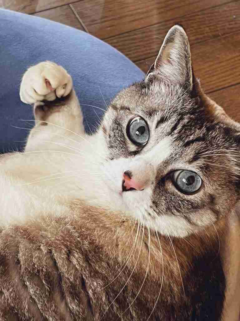 がるちゃん猫カフェ87号店開店しました♫(初めての方も大歓迎♫)