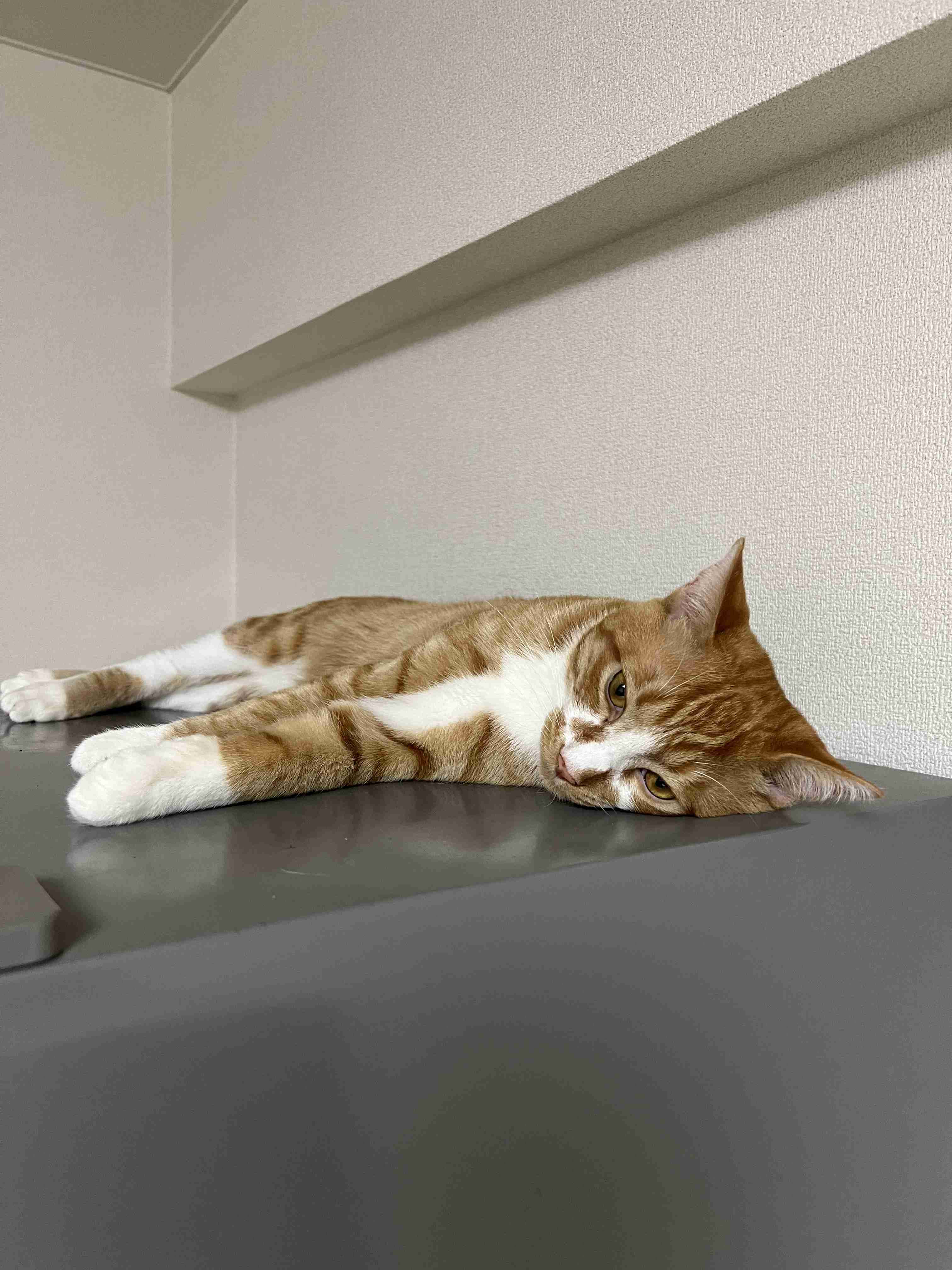 がるちゃん猫カフェ87号店開店しました♫(初めての方も大歓迎♫)