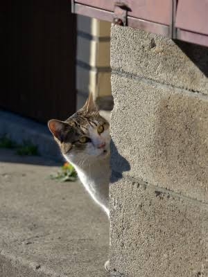 がるちゃん猫カフェ87号店開店しました♫(初めての方も大歓迎♫)