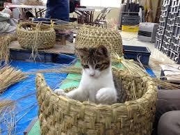 がるちゃん猫カフェ87号店開店しました♫(初めての方も大歓迎♫)
