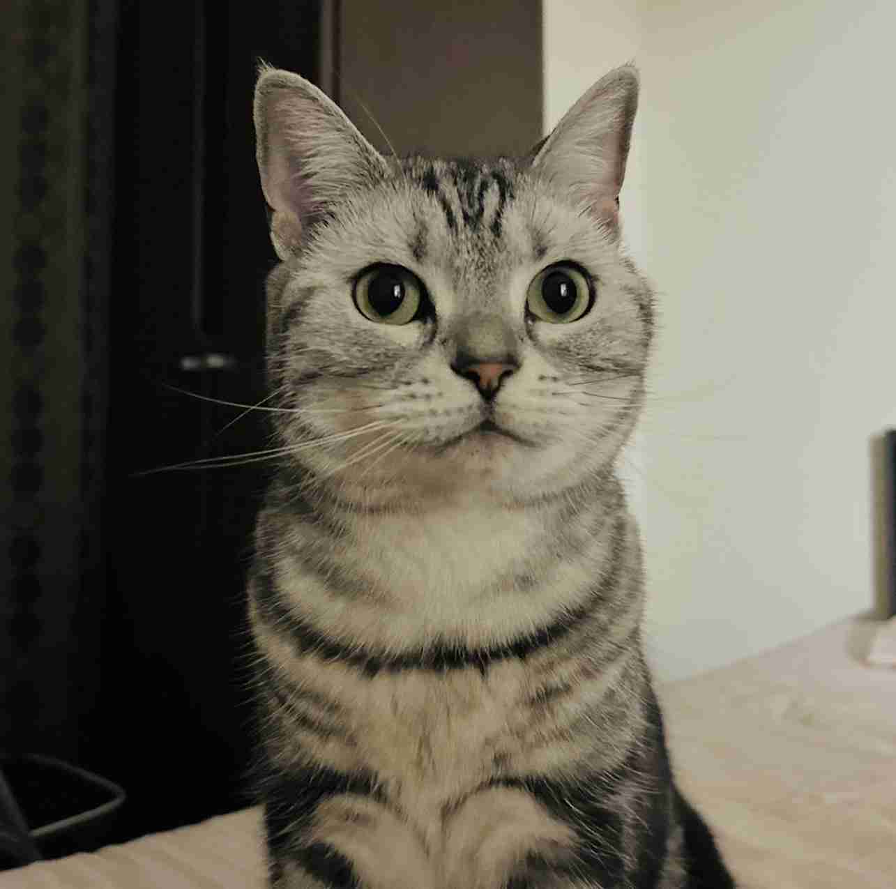 がるちゃん猫カフェ87号店開店しました♫(初めての方も大歓迎♫)