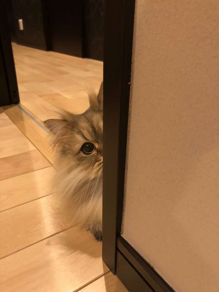 がるちゃん猫カフェ87号店開店しました♫(初めての方も大歓迎♫)