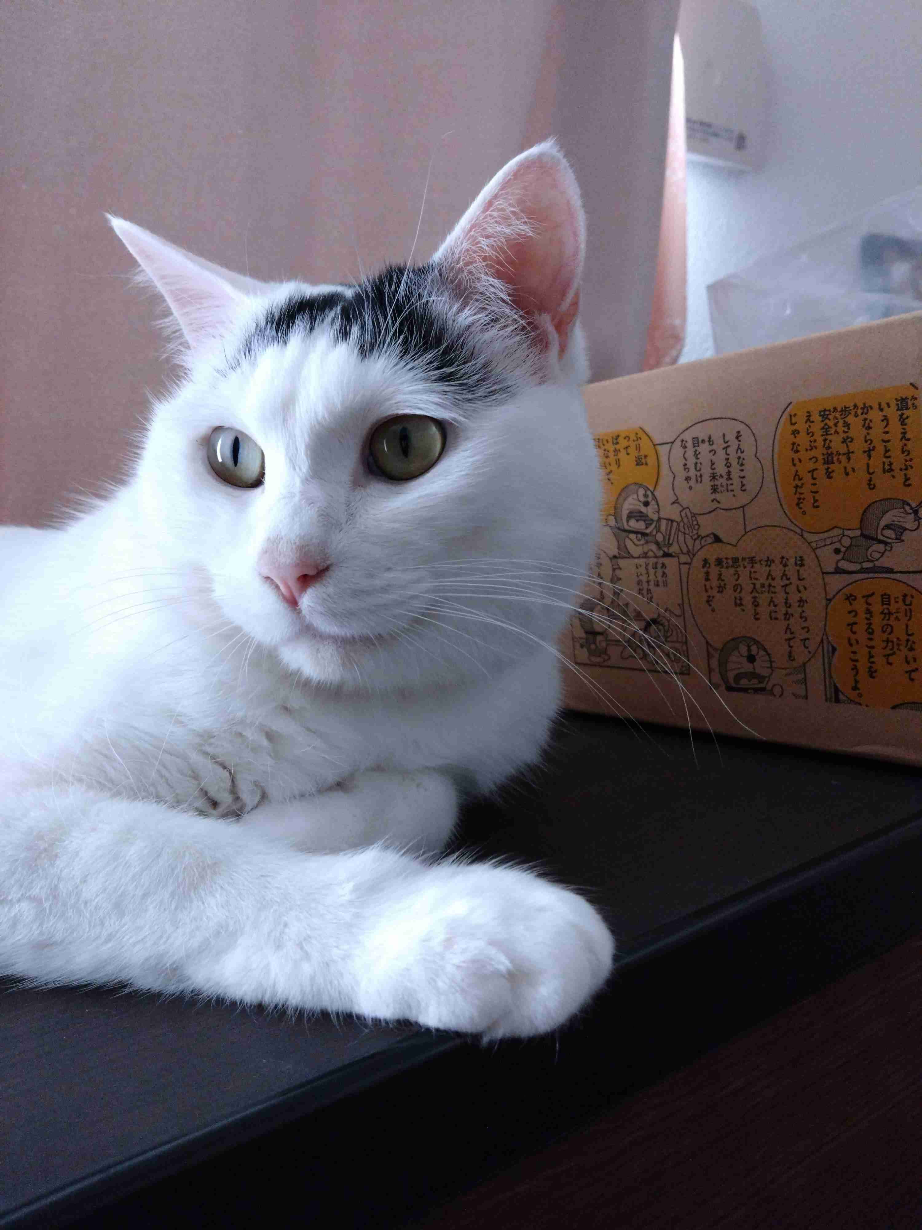 がるちゃん猫カフェ87号店開店しました♫(初めての方も大歓迎♫)