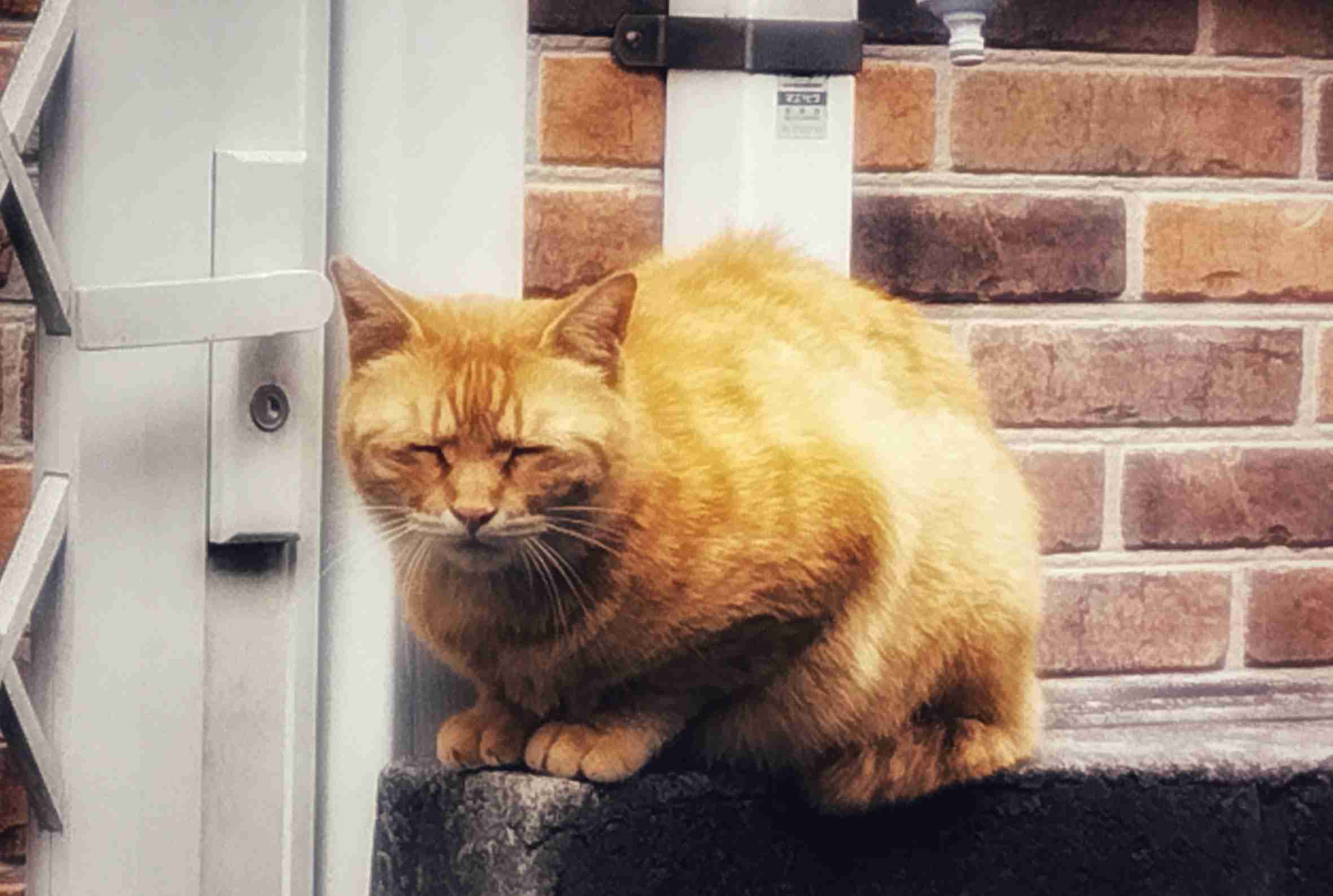 がるちゃん猫カフェ87号店開店しました♫(初めての方も大歓迎♫)
