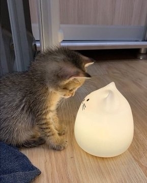 がるちゃん猫カフェ87号店開店しました♫(初めての方も大歓迎♫)