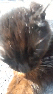 がるちゃん猫カフェ87号店開店しました♫(初めての方も大歓迎♫)