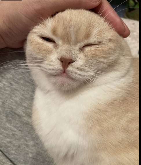 がるちゃん猫カフェ87号店開店しました♫(初めての方も大歓迎♫)