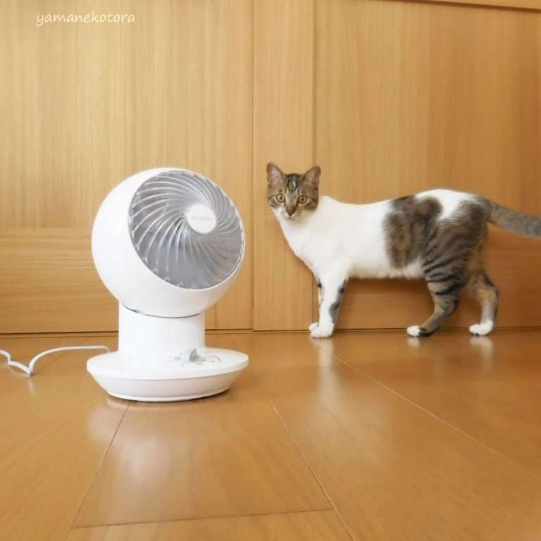 がるちゃん猫カフェ87号店開店しました♫(初めての方も大歓迎♫)