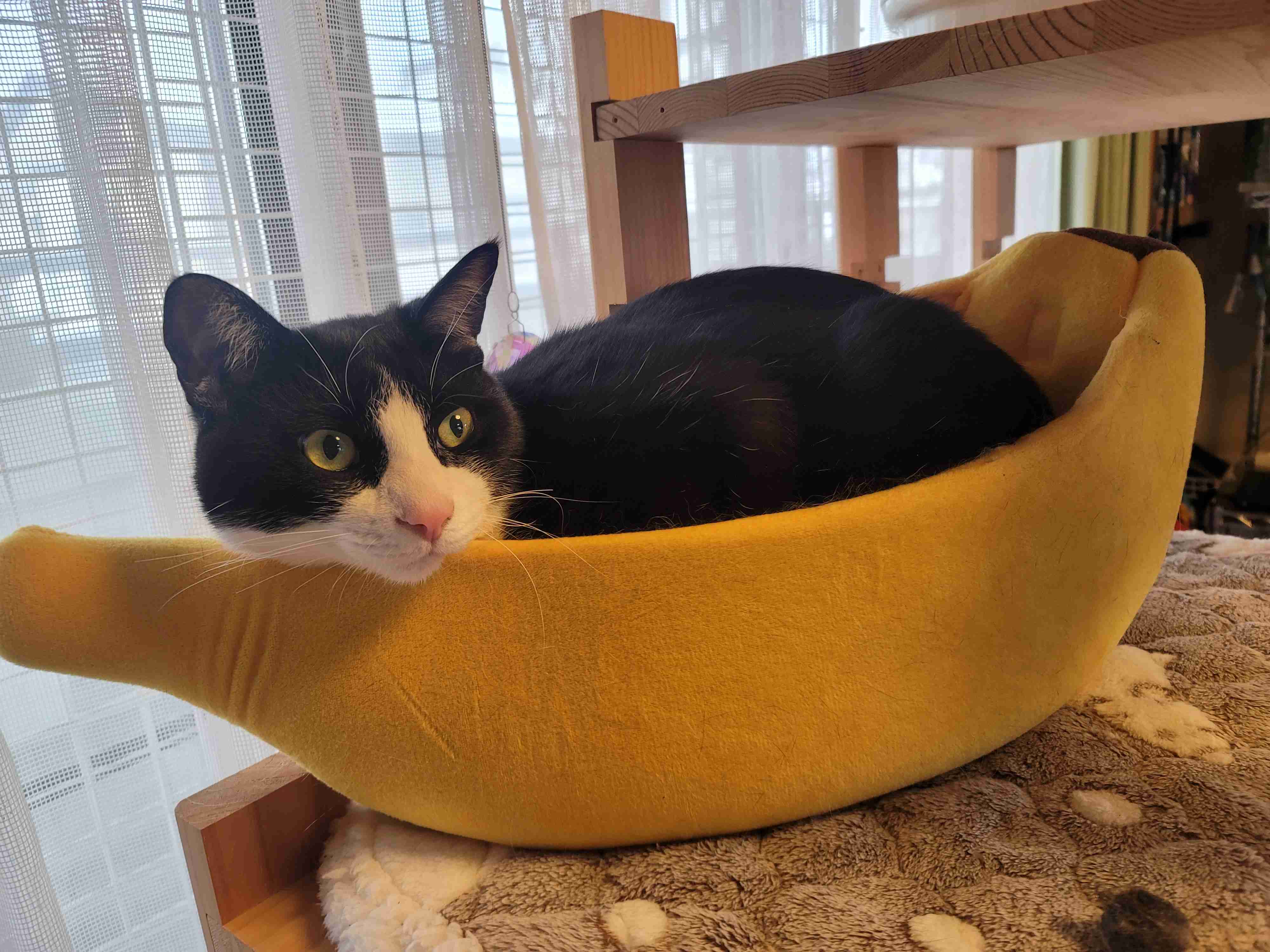 がるちゃん猫カフェ87号店開店しました♫(初めての方も大歓迎♫)