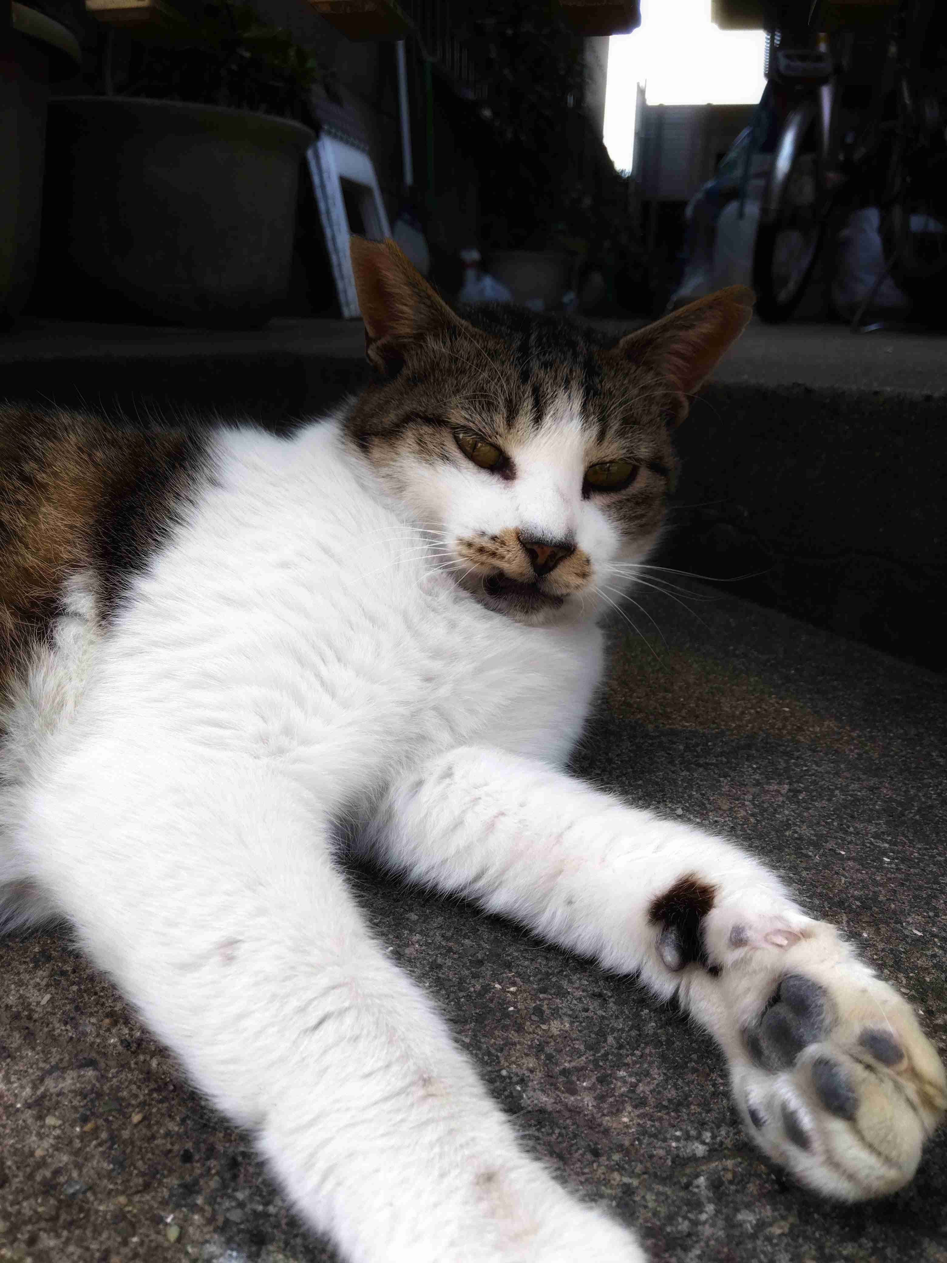 がるちゃん猫カフェ87号店開店しました♫(初めての方も大歓迎♫)