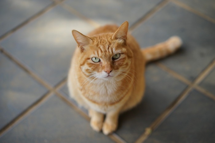 がるちゃん猫カフェ87号店開店しました♫(初めての方も大歓迎♫)