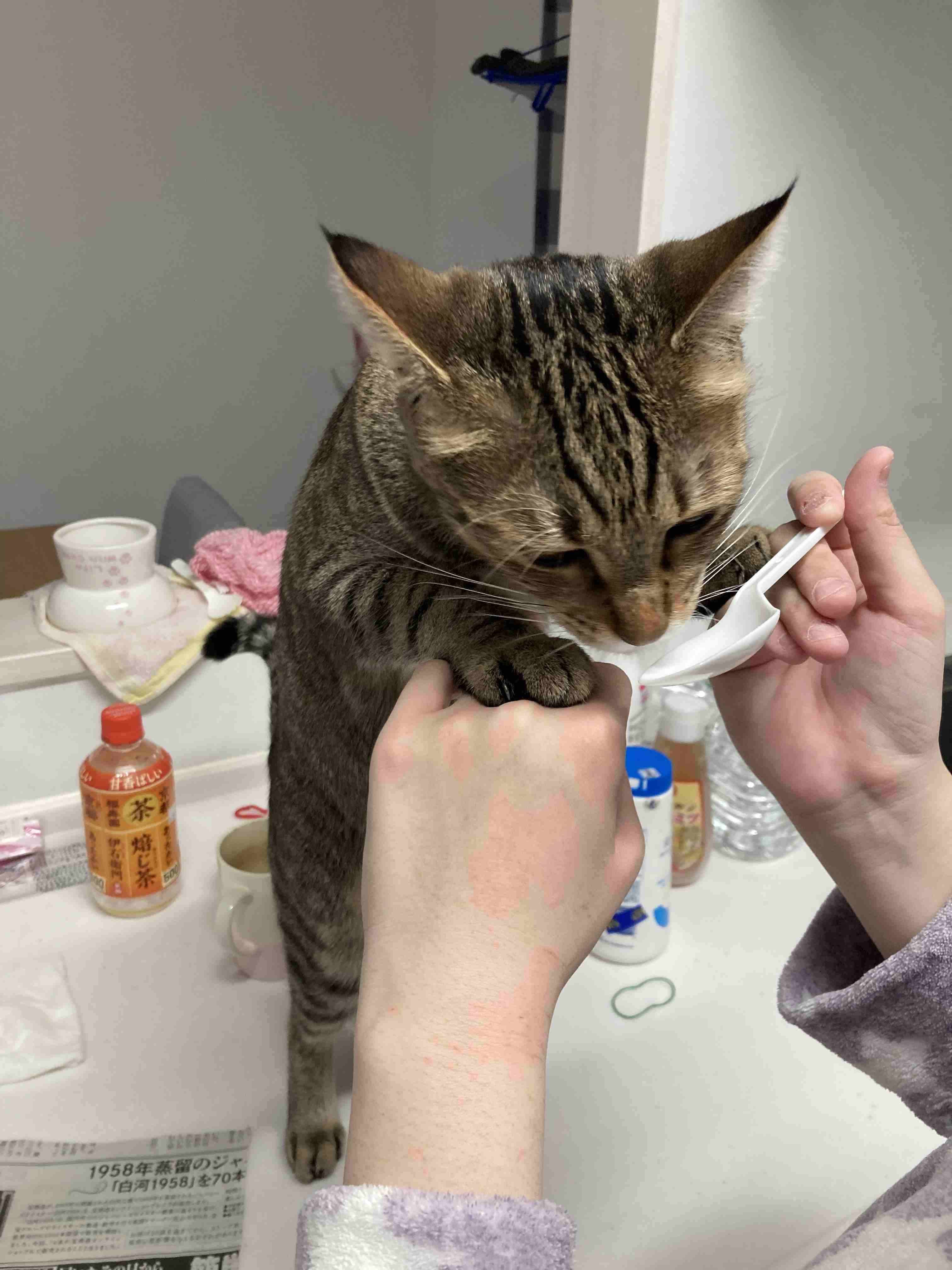 がるちゃん猫カフェ87号店開店しました♫(初めての方も大歓迎♫)