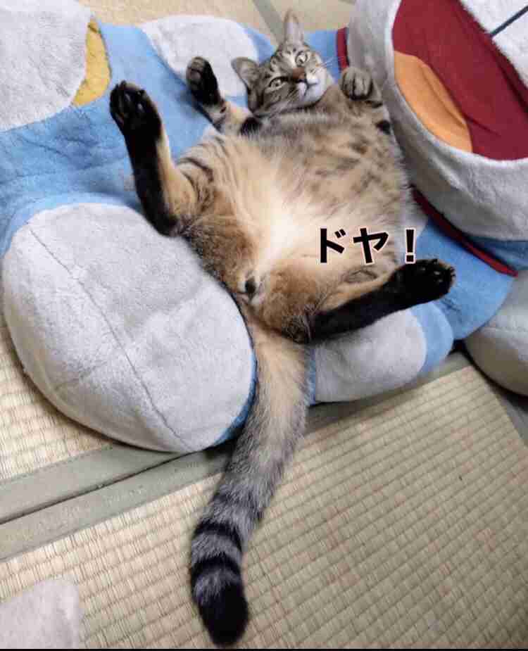 がるちゃん猫カフェ87号店開店しました♫(初めての方も大歓迎♫)