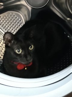 がるちゃん猫カフェ87号店開店しました♫(初めての方も大歓迎♫)