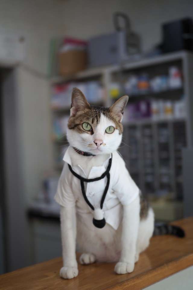 がるちゃん猫カフェ87号店開店しました♫(初めての方も大歓迎♫)