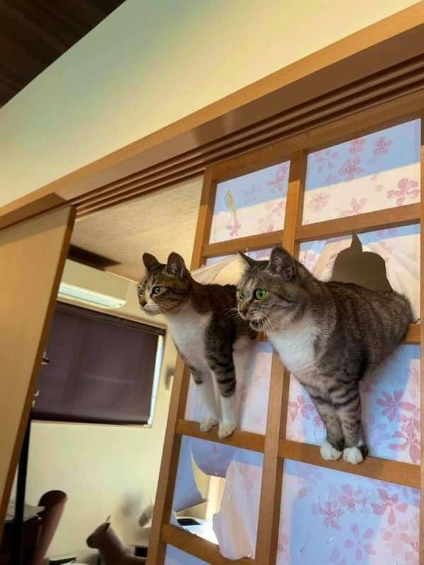 がるちゃん猫カフェ87号店開店しました♫(初めての方も大歓迎♫)