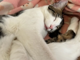 がるちゃん猫カフェ87号店開店しました♫(初めての方も大歓迎♫)
