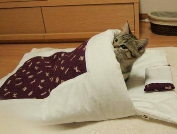 がるちゃん猫カフェ87号店開店しました♫(初めての方も大歓迎♫)