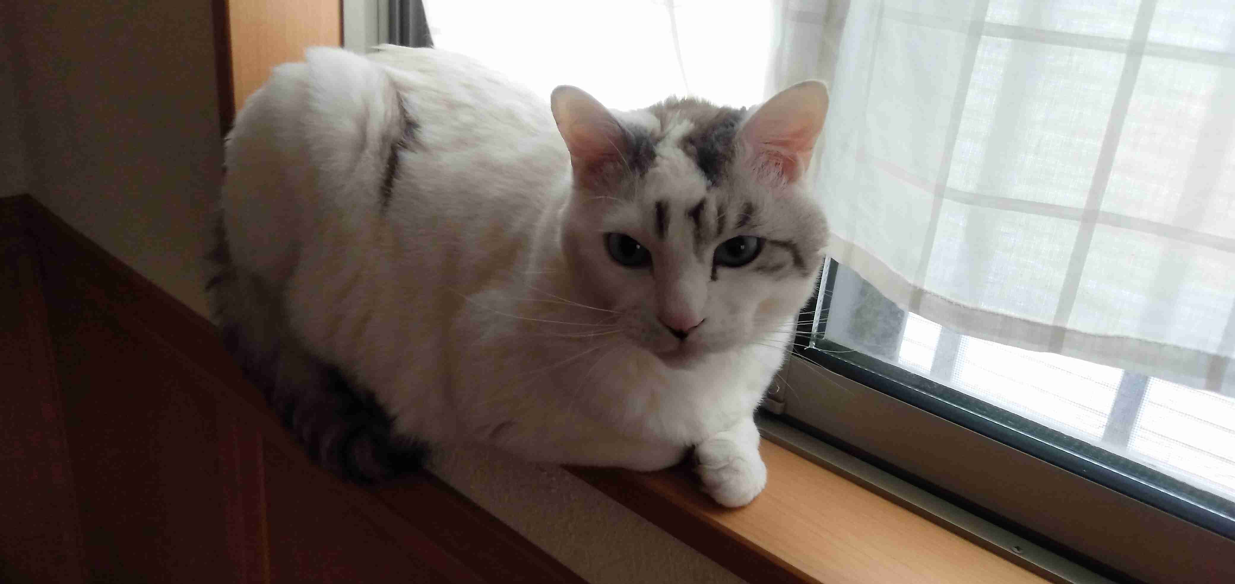 がるちゃん猫カフェ87号店開店しました♫(初めての方も大歓迎♫)