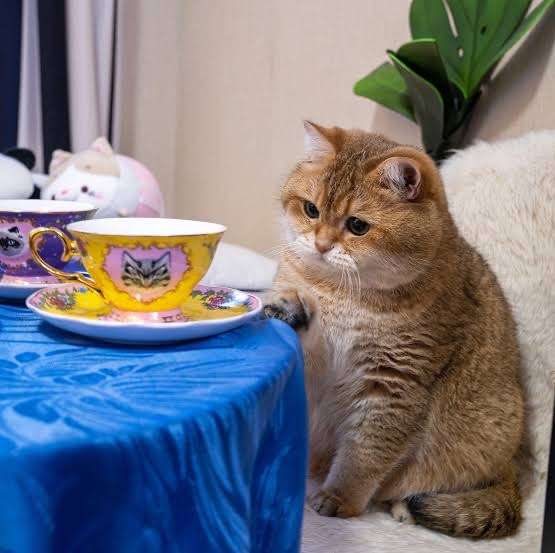 がるちゃん猫カフェ87号店開店しました♫(初めての方も大歓迎♫)