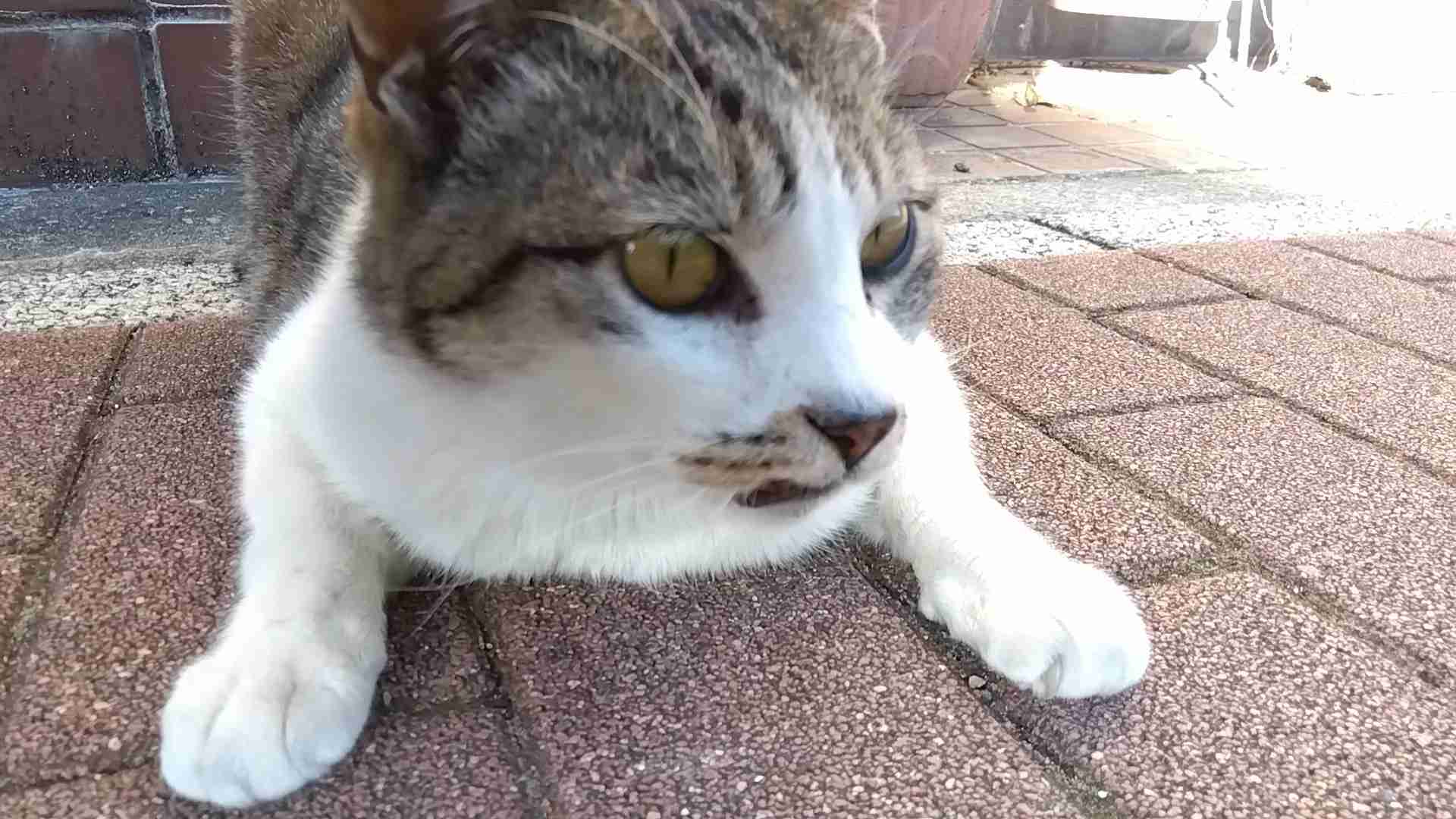 がるちゃん猫カフェ87号店開店しました♫(初めての方も大歓迎♫)