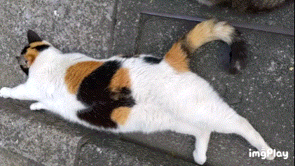 がるちゃん猫カフェ87号店開店しました♫(初めての方も大歓迎♫)