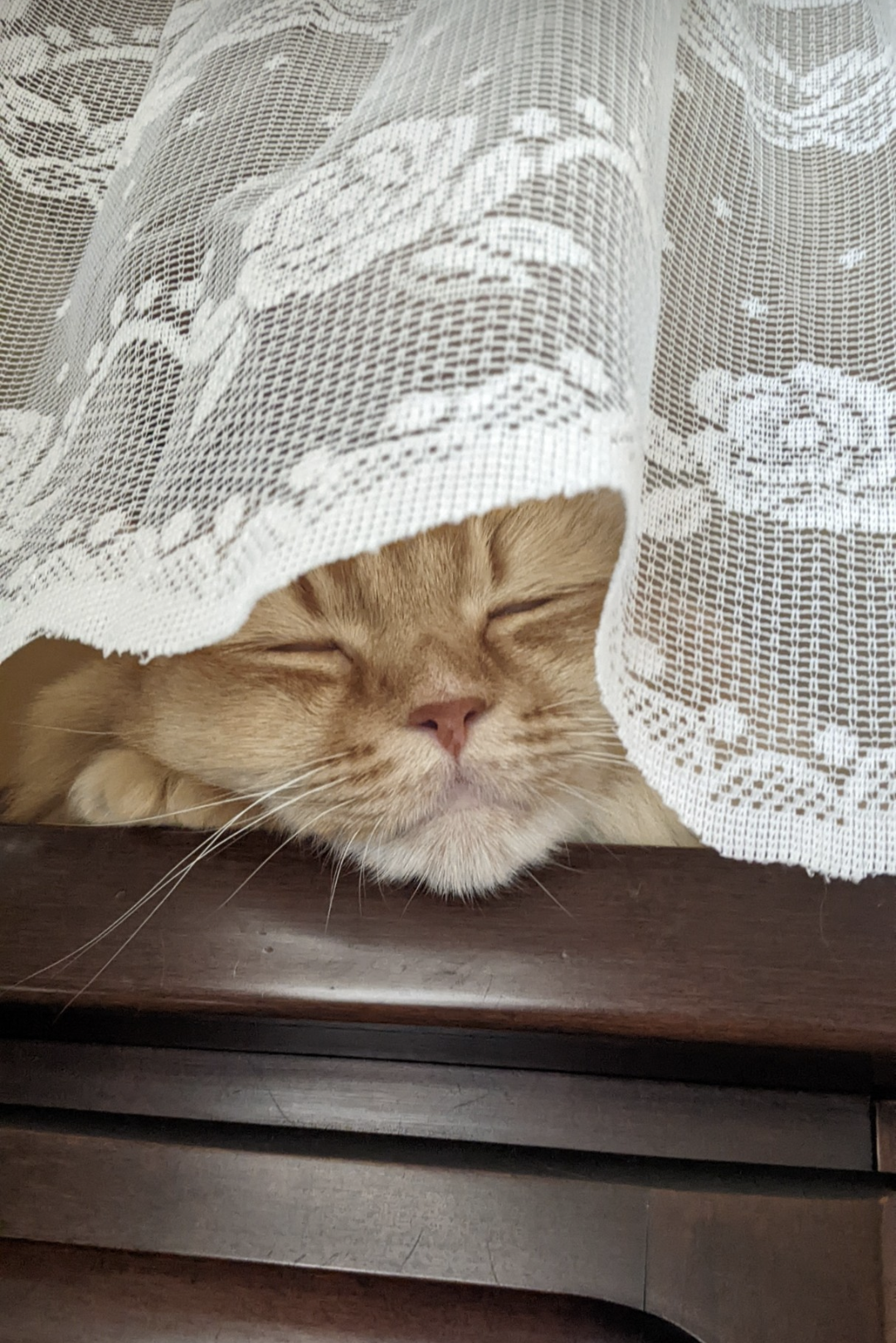 がるちゃん猫カフェ87号店開店しました♫(初めての方も大歓迎♫)
