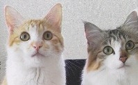 がるちゃん猫カフェ87号店開店しました♫(初めての方も大歓迎♫)