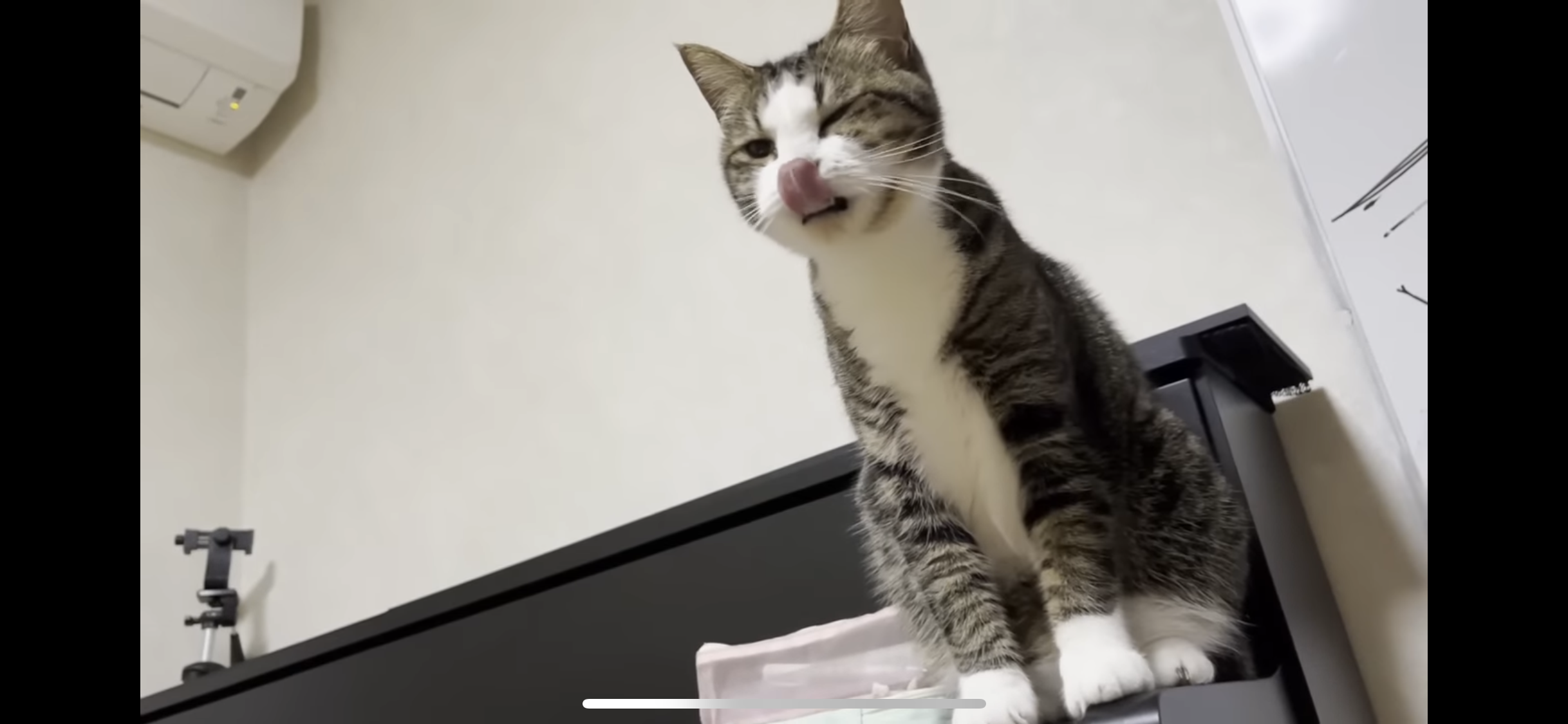 がるちゃん猫カフェ87号店開店しました♫(初めての方も大歓迎♫)