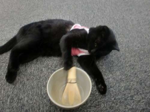 がるちゃん猫カフェ87号店開店しました♫(初めての方も大歓迎♫)