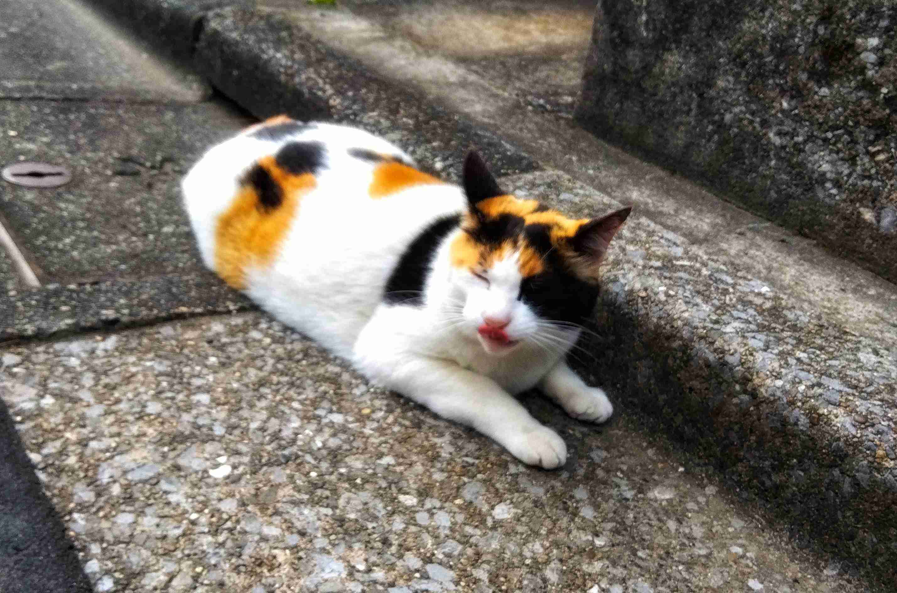 がるちゃん猫カフェ87号店開店しました♫(初めての方も大歓迎♫)