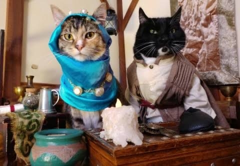 がるちゃん猫カフェ87号店開店しました♫(初めての方も大歓迎♫)