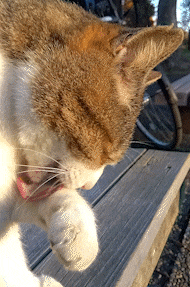 がるちゃん猫カフェ87号店開店しました♫(初めての方も大歓迎♫)
