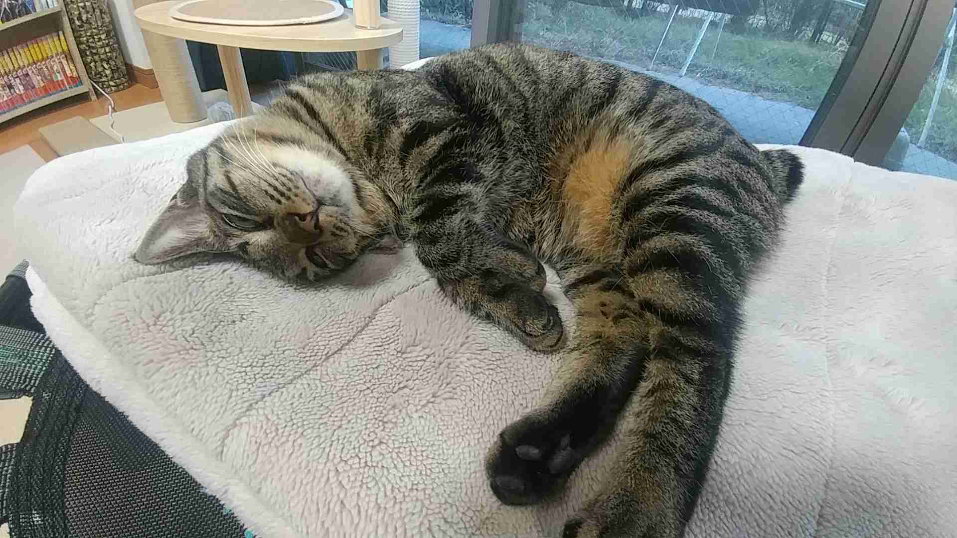 がるちゃん猫カフェ87号店開店しました♫(初めての方も大歓迎♫)