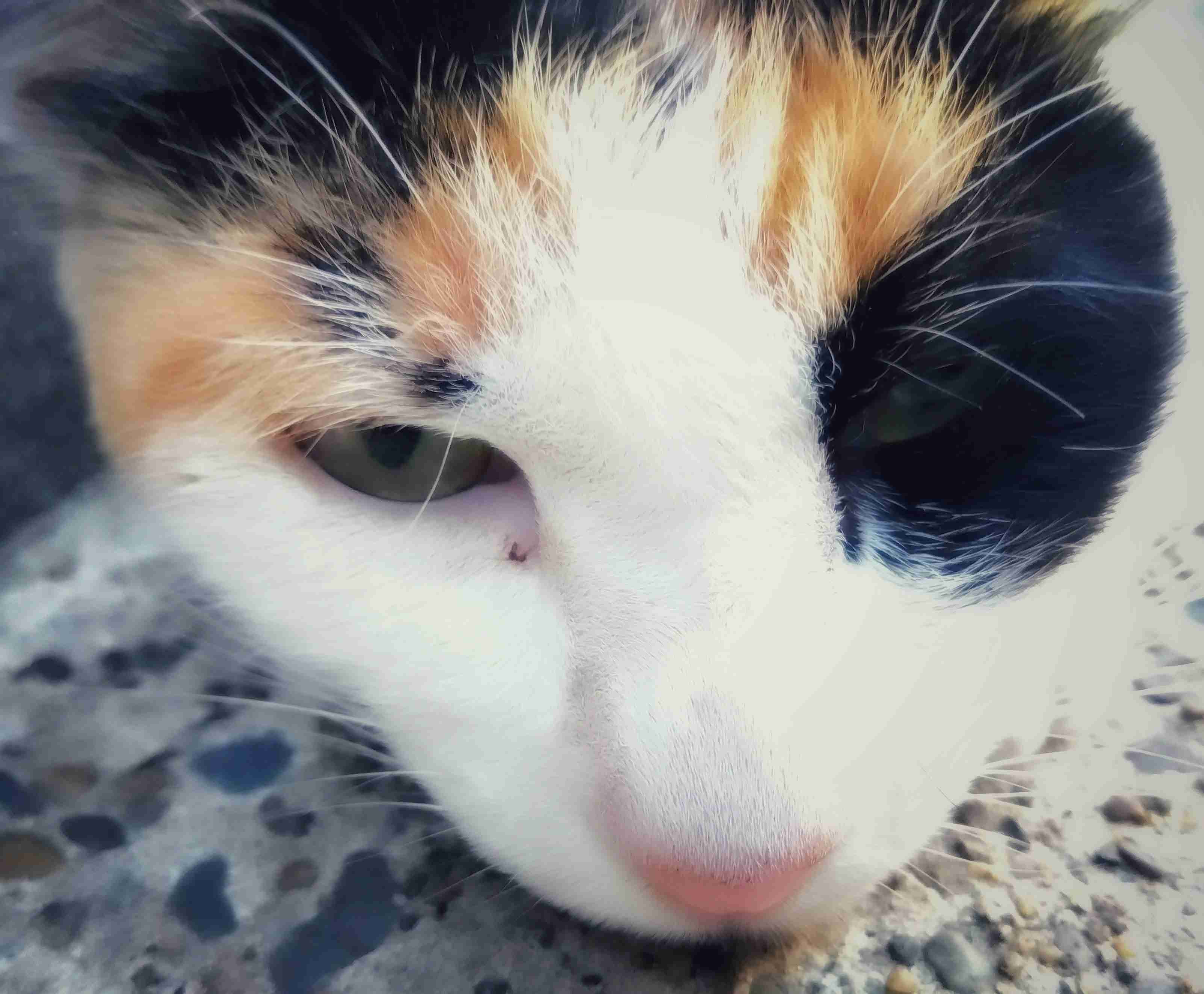 がるちゃん猫カフェ87号店開店しました♫(初めての方も大歓迎♫)