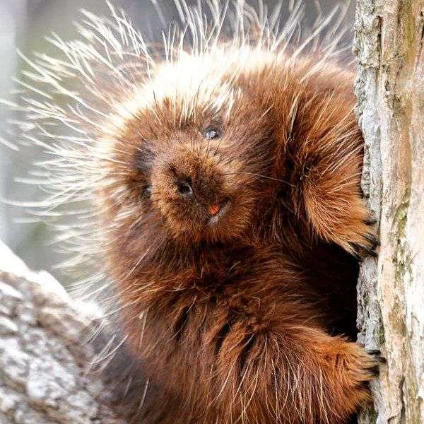 愛くるしい画像で癒やされたい