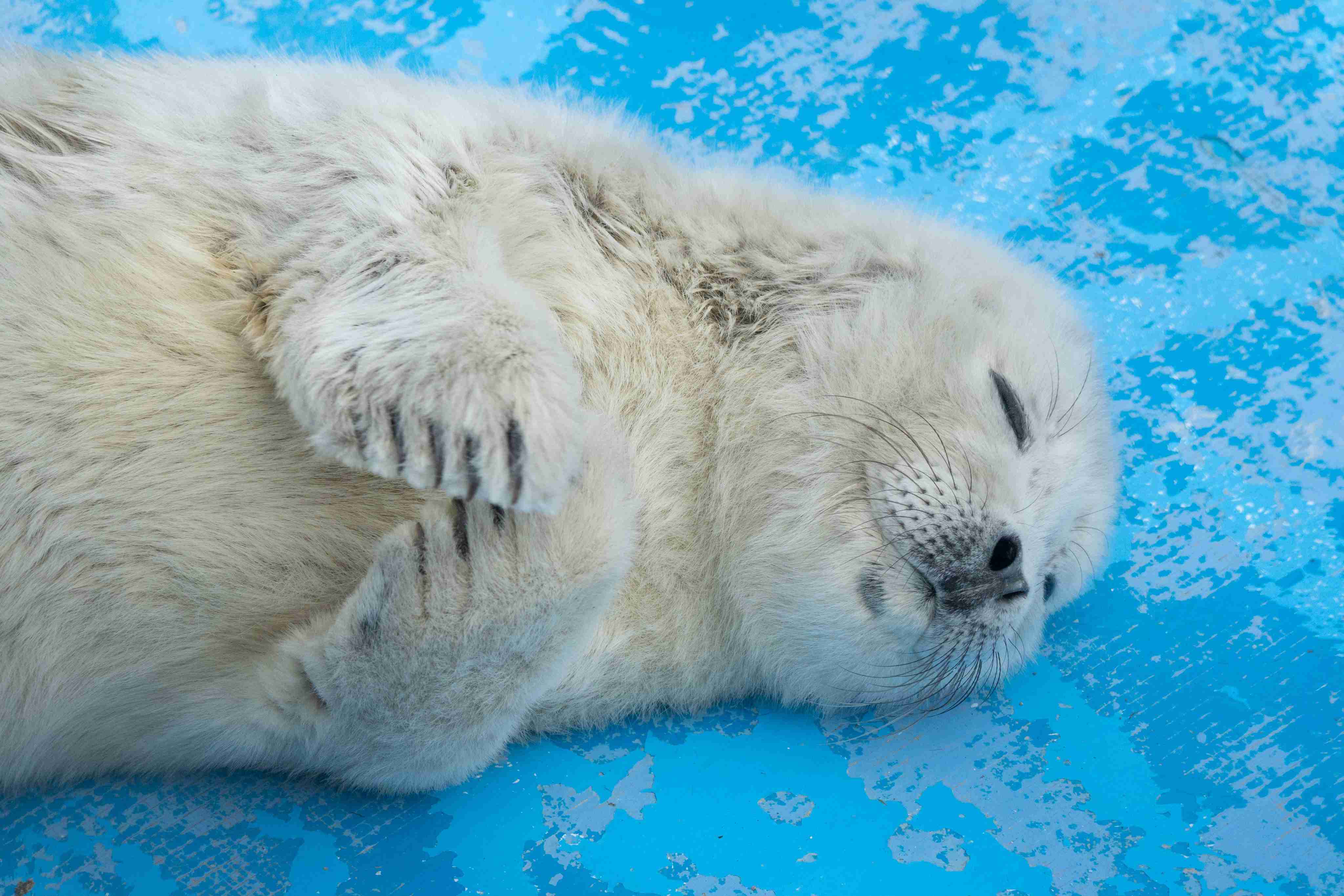 愛くるしい画像で癒やされたい