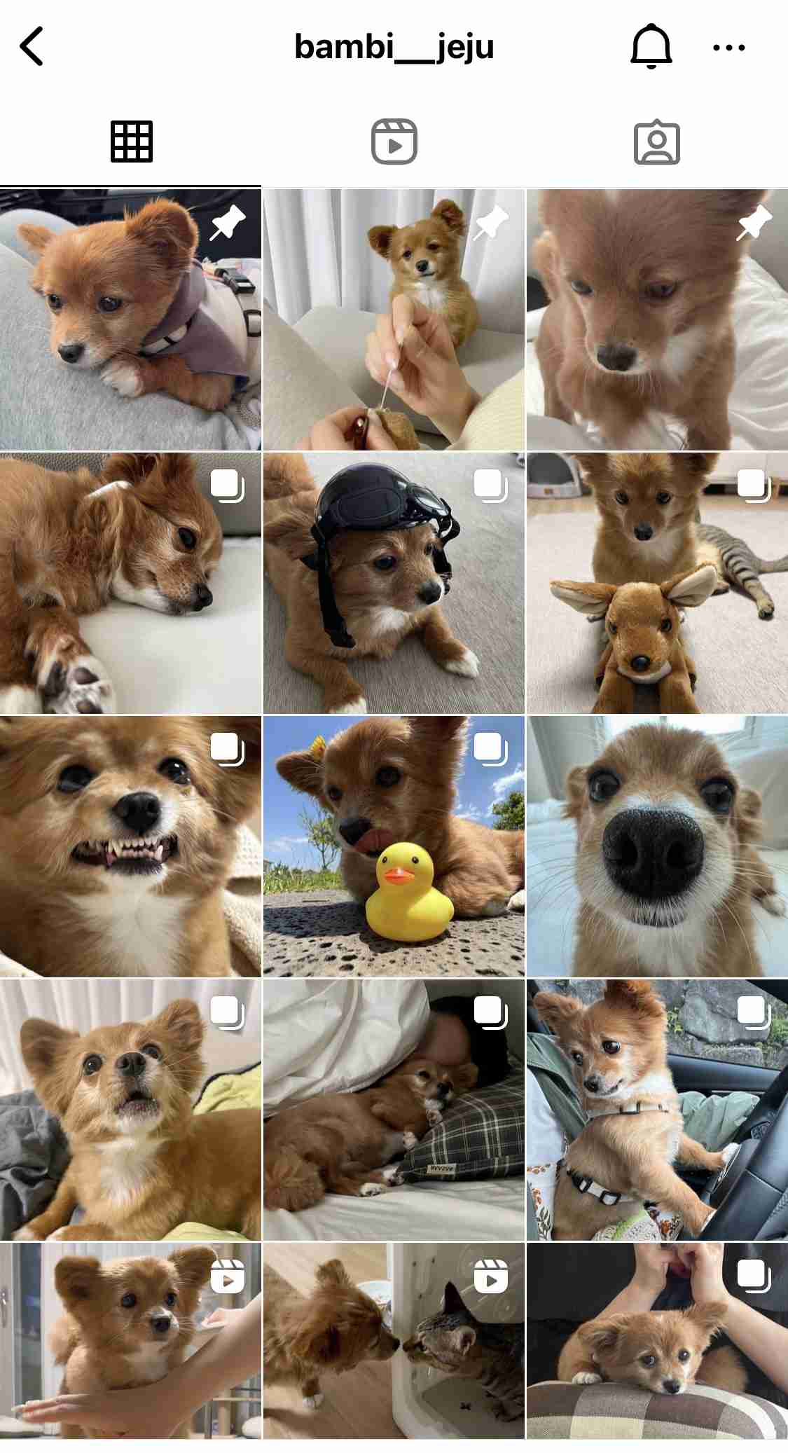 インスタ、どんなアカウントをフォローしてる？(人間以外)