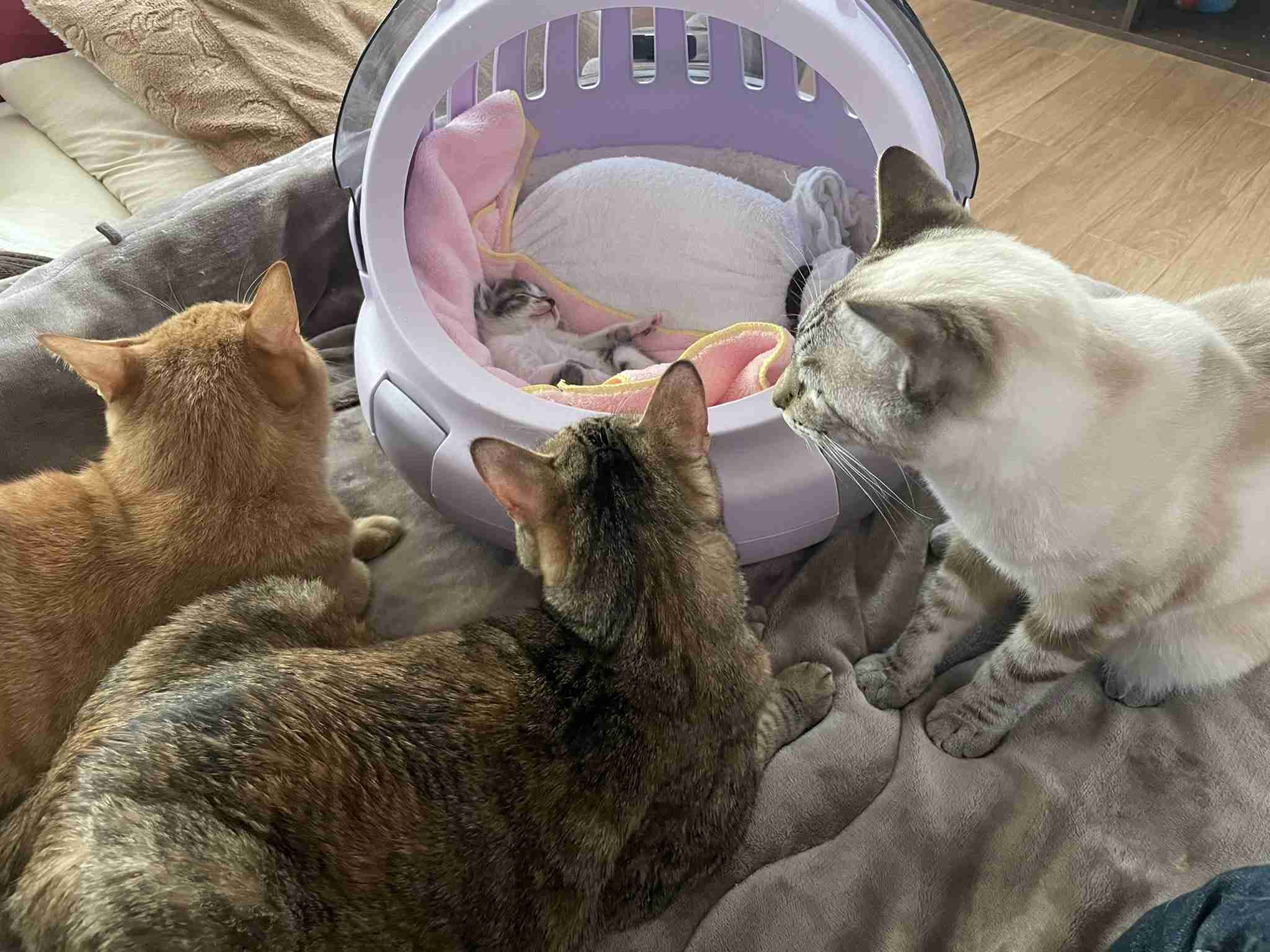 飼い主を嫌っているわけじゃない 猫が噛む・引っかく理由を獣医師に聞いた